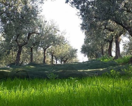 Angelucci Agriturismo Con Camere E Agri Camping ランチャーノ エクステリア 写真