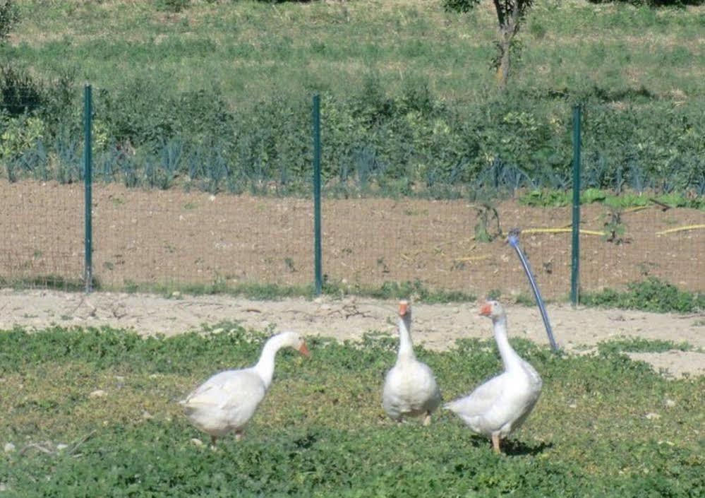 Angelucci Agriturismo Con Camere E Agri Camping ランチャーノ エクステリア 写真